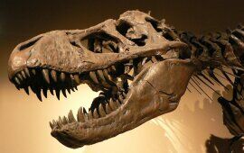 Dinosaurs, the Bible, and a 6,000-year-old Earth?