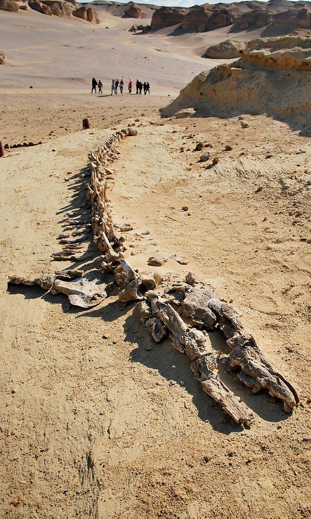 leviathan whale skeleton