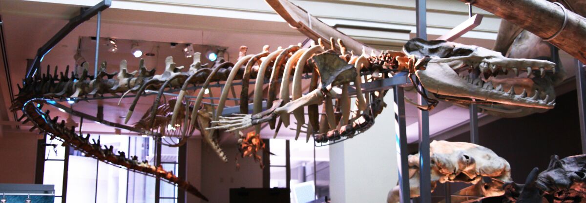 real leviathan skeleton