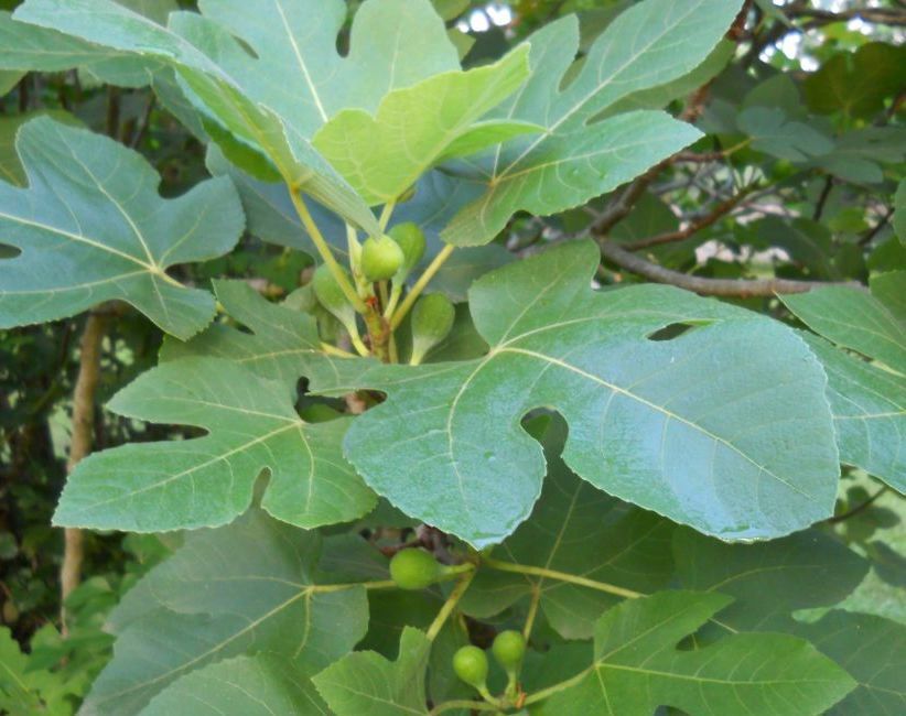 Adam and Eve's Fig Leaves—in Archaeobotany