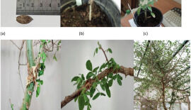 Ancient Biblical Tree Species Resurrected