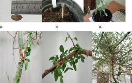 Ancient Biblical Tree Species Resurrected