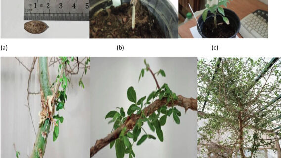 Ancient Biblical Tree Species Resurrected