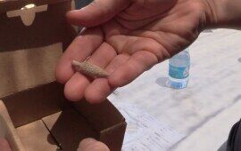 Jerusalem Ophel Excavation 2023: Slingshot and Hairpin from Area E