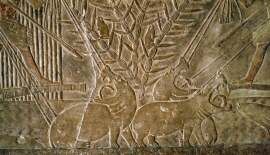 Bad Blood Between the Egyptians and Israelites Began With &hellip; Hippopotamuses?