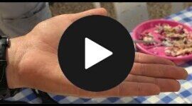 Jerusalem Ophel Excavation 2025: Grindstone and Spindle Whorl