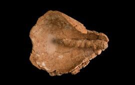 4,000-Year-Old Wicks Found Preserved in Israel Excavation