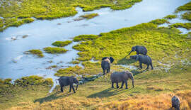 Revealing the Source of Royal Ivory From Biblical Times