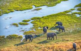 Revealing the Source of Royal Ivory From Biblical Times