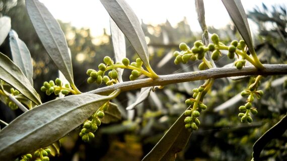 Israel&rsquo;s Ancient Olive Oil Industry