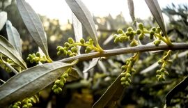 Israel&rsquo;s Ancient Olive Oil Industry