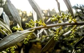 Israel&rsquo;s Ancient Olive Oil Industry